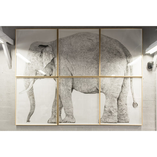 Elefante