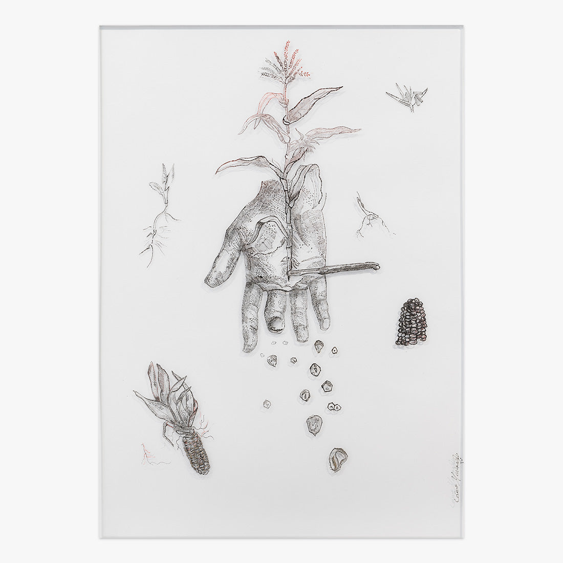 Milho Sementes De Resistencia print by Cássio Markowski on sale at Underdogs gallery