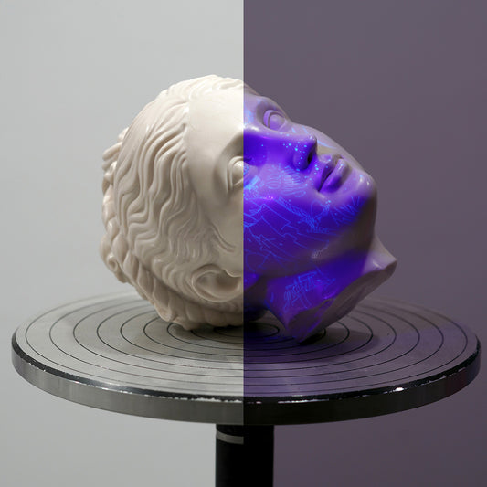 Aglaea head fragment