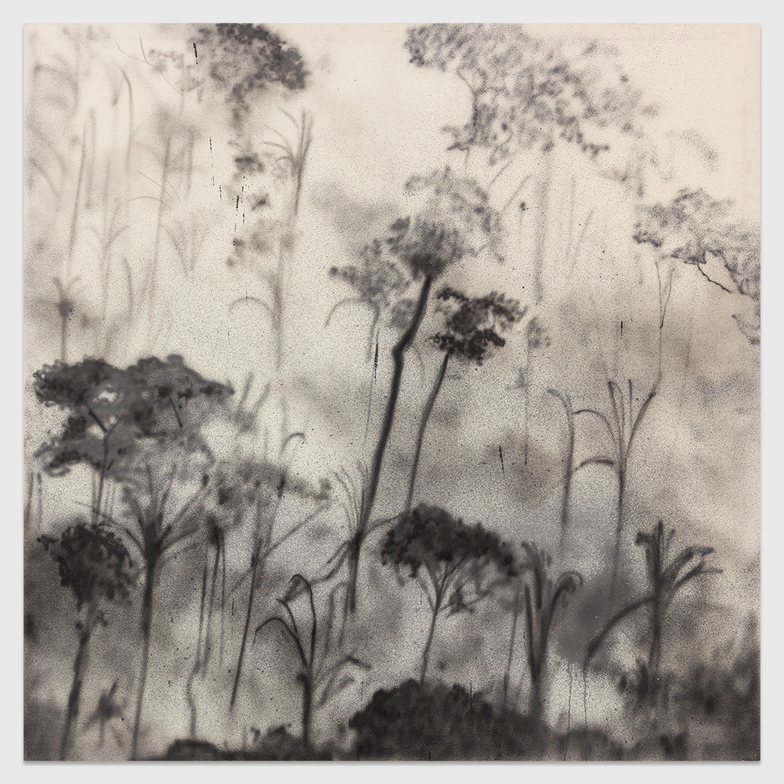 Bosque terciario