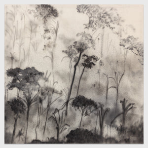 Bosque terciario