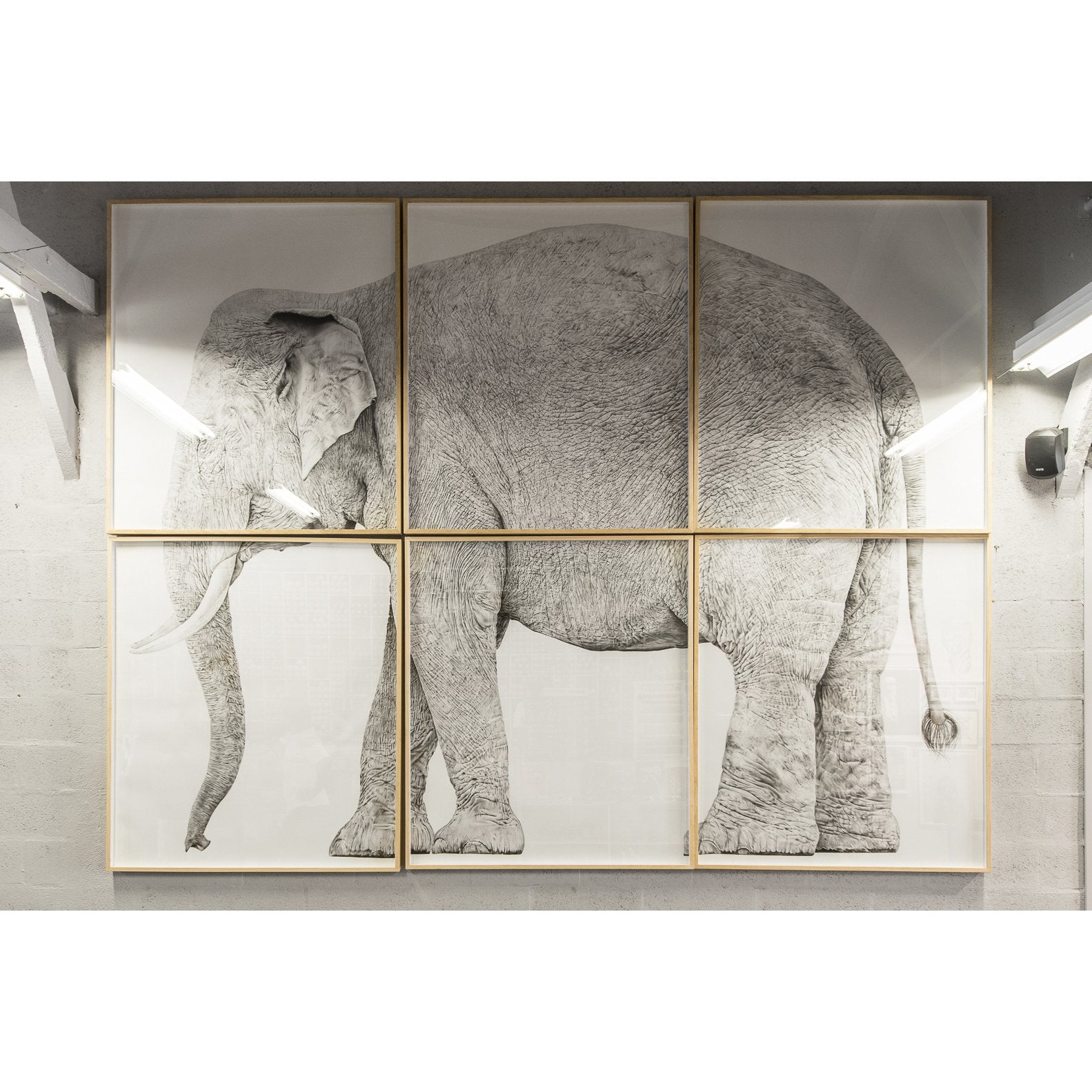 Elefante
